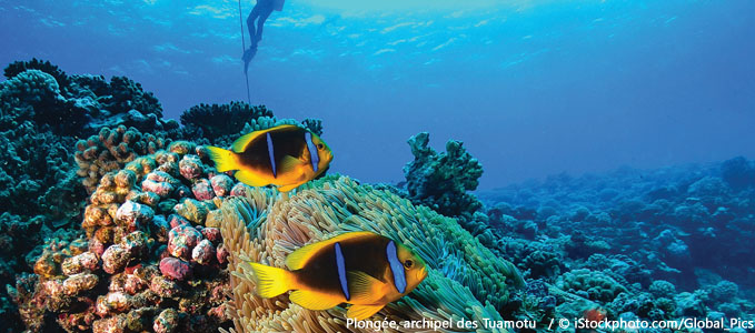 Plong&eacute;e dans l'archipel Tuamotu